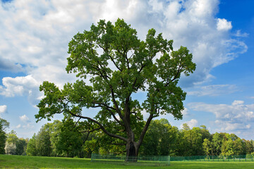 An old oak tree in the park. Horizontally. Summer. Cloudy sky.