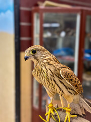 hawks in different shades with all their brilliance and magnificence