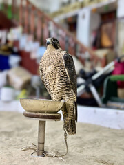 hawks in different shades with all their brilliance and magnificence