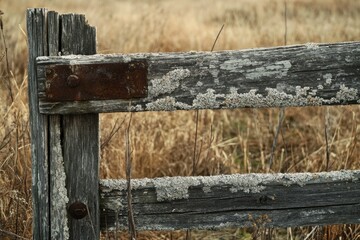 Fototapeta premium A close-up shot of a weathered wooden fence standing tall in a green field