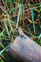 Sparrow