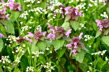photos of wildflowers and wildflowers. dead nettle flower.