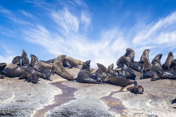 Close up of group of Cape Fur Seals on rocks of seal Island off Hout Bay, near Cape Town, South Africa,