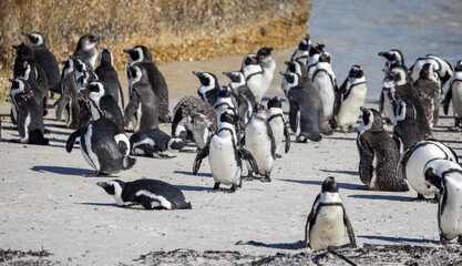 Group of South African penguins coming ashore  at Boulders Beach near Cape Town, South Africa