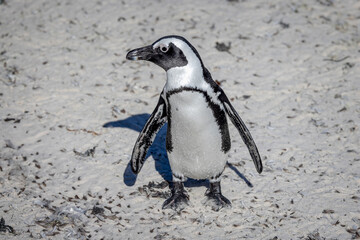 Fototapeta premium Close up of a South African penguin standing on the beach at Boulders Beach near Cape Town, South Africa