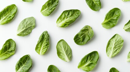 Obraz premium Fresh Green Leaves on White Background