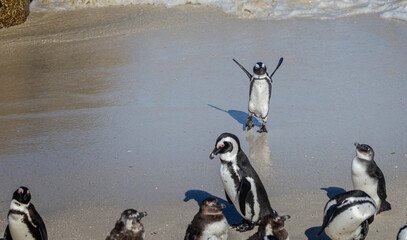 Funny close up of a South African penguin coming ashore with arms in air trying to catch up with other penguins at Boulders Beach near Cape Town, South Africa © Nigel
