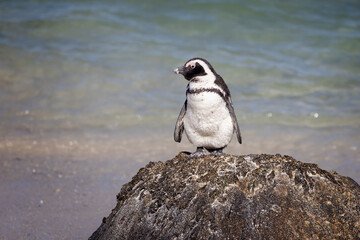 Close up of a South African penguin standing on a graggy rock at waters edge at Boulders Beach near Cape Town, South Africa