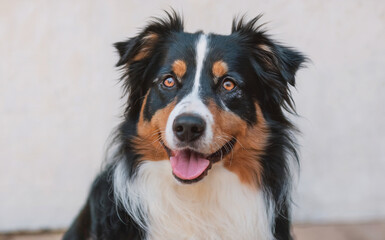 A dog with a tri-color coat, predominantly black, white, and brown. The dog has bright, expressive eyes and is panting slightly with its tongue out. 