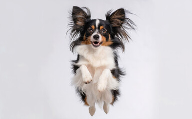 A dog, seemingly mid-jump, with its front paws extended forward.