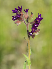 photos of wild plants and wild flowers