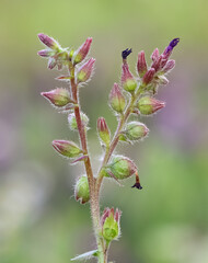 photos of wild plants and wild flowers
