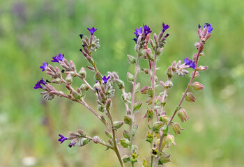 photos of wild plants and wild flowers