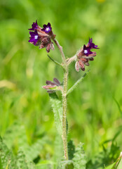 photos of wild plants and wild flowers