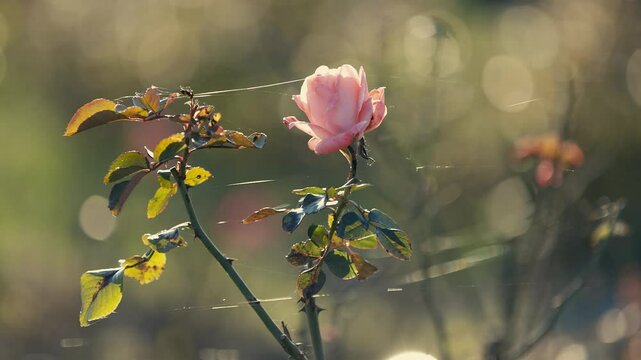A delicate pink rose in soft sunlight surrounded by leaves and thin cobwebs. The background features a dreamy bokeh effect with warm, blurred colors, creating a peaceful, romantic atmosphere.