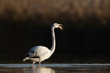 The greater flamingo (Phoenicopterus roseus) is the  largest species of the flamingo family, cleaning feathers.