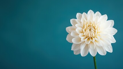 White Dahlia Flower on Blue Background with Soft Lighting