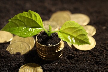 Money growth concept. Coins and sprout in soil, closeup