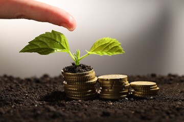 Money growth concept. Woman dripping water onto coins and sprout in soil, closeup