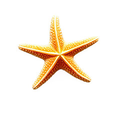 starfish isolated on transparent background