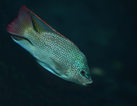 Beautiful Fish oreochromis tanganicae in aquarium close up.