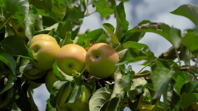 A ripe green apple with raindrops on an apple tree branch in the summer. Cultivation of environmentally friendly fruits. Harvesting apples. Sweet vitamin fruit dessert. Harvesting apples