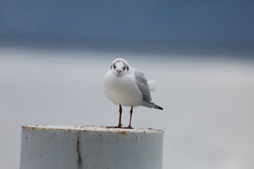 Portrait of a seagull