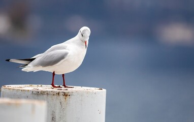 Portrait of a seagull