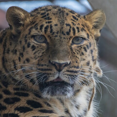Adult Amur leopard  Panthera