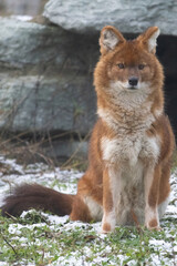 Indian wild dog pose in the nature habitat