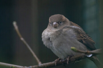 Obraz premium The Eurasian tree sparrow (Passer montanus)