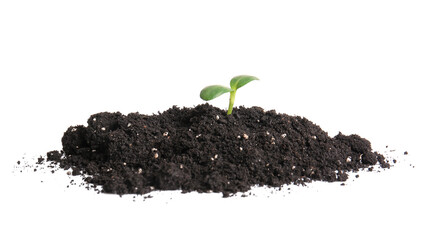 Green seedling in heap of soil on white background