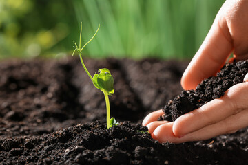 Female hand with green seedling and soil outdoors, closeup