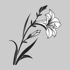 gladielus flower silhouette vector design art and illustration