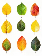 Fototapeta premium Diverse Leaves on White Background