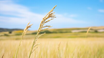 Obraz premium A close-up of a golden wheat stalk against a blue sky backdrop.