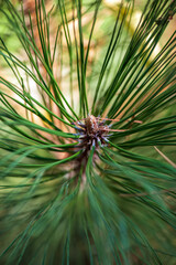 Close-up of rain drops on a pine tree branch. Blurred background. Moody atmosphere of a rainy day. 