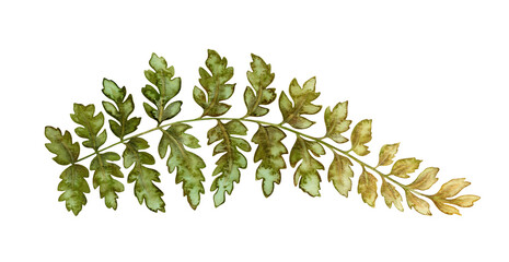 Wood fern leaf textured botanical illustration in earth tone. Hand drawn watercolor floral element of prehistoric plant. Perfect for the use of ecological material and sustainable designs. © NadyaSaen 