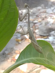 Insecto palo (en una hoja)