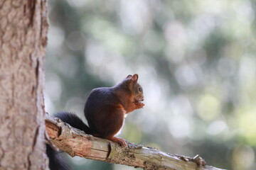 squirrel on a tree