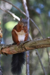 squirrel on a tree