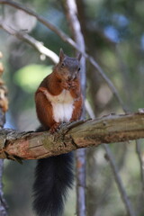 squirrel on a tree