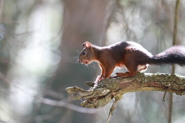 squirrel in the park