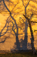 Tree shadows on wall at golden hour in Stockholm