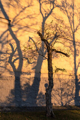 A tree with sparse leaves casts a shadow on a sunlit wall