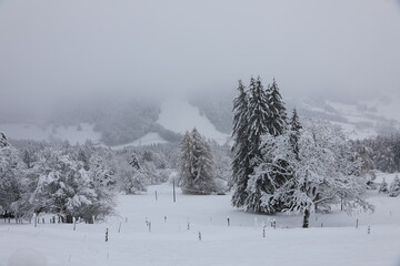 snow covered trees