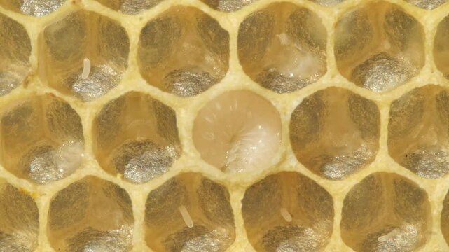 Eggs and larvae of future honey bees.
These are two successive phases of honey bee development.
