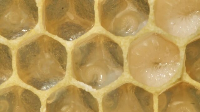 Eggs and larvae of future honey bees.
These are two successive phases of honey bee development.
