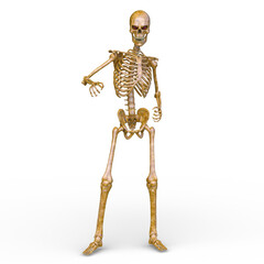 骸骨　3DCGレンダリング
