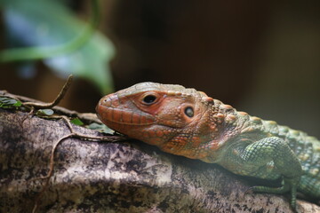 close up of a lizard